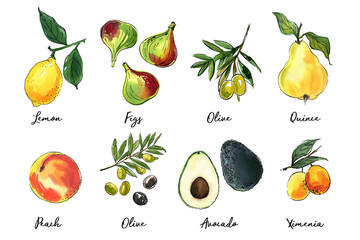 Fruits food illustrations. Watercolor and ink sketches. Lemon, fig, plum, peach, avocado.  - 783323528