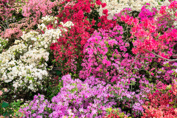 Colorful Azalea flowers in full bloom in spring
