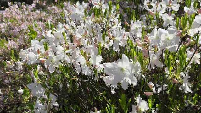 Azalea rhododendron bush white flowers.