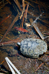 Jamestown Turtle 2 - 783324198