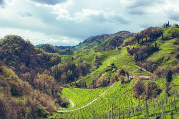 Fototapeta na wymiar Organic vineyard in the locality of Collagù, Italy. Prosecco Hills, UNESCO heritage.Hilly spring landscape. 
