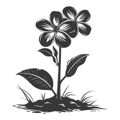 Silhouette plumeria flower in the ground black color only