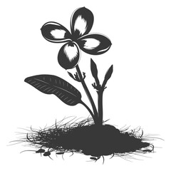 Silhouette plumeria flower in the ground black color only