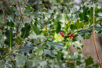 A vibrant holly shrub adorned with red berries and glossy green leaves - 783326340