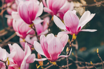 Spring romance: Macro view of fresh magnolia blooms. - 783326510