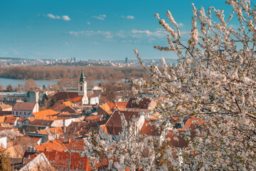 a scenic panoramic observation of Belgrade's cityscape, with its blooming cherry tree flowers at foreground - obrazy, fototapety, plakaty