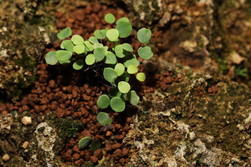 Extremely rare micro fern Adiantum mariesii from limestone hill in China