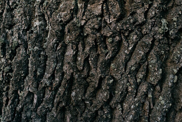 texture of oak bark close-up