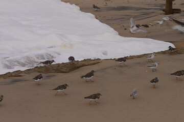 Turnstones birds in the beach sand at the sunset