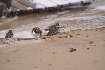 Turnstones birds in the beach sand at the sunset