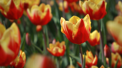 flowers of red-yellow tulips in the garden. Selective focus