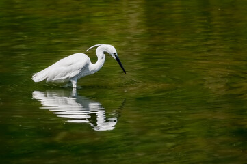 Fototapeta premium White little egret, Egretta garzetta, searching for food with reflection in the water