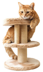 a cat on a cat tree, isolated on transparent background