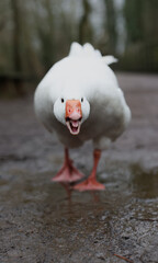 An angry white goose looking straight at the camera and hissing