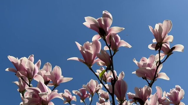 magnolia flowers delicate pink blossom against sky