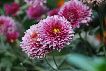 Obraz premium close up of a pink dahlia