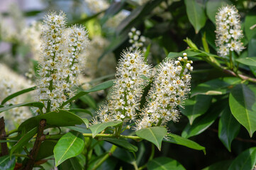 Prunus laurocerasus cherry laurel flowering plants, group of white flowers on bush branches in bloom, green leaves