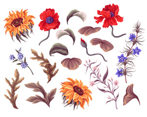Sunflowers, poppies and other wild flowers isolated. Vector. - obrazy, fototapety, plakaty