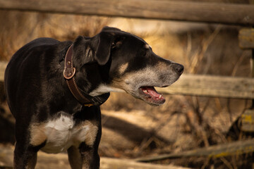 Healthy Adult Mixed Breed Black Dog Outdoors on Farm Wearing Leather Collar and E-Collar with Mouth Open and Space for Text