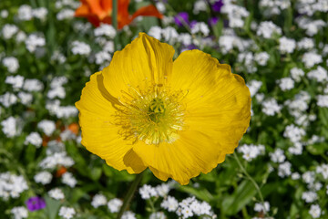 Focus on a yellow flower of Papaver nudicaule in a botanical garden in Nancy.