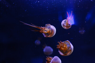 Obraz na płótnie Canvas underwater photos of jellyfish Rhopilema esculentum, Flame jellyfish