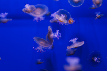 underwater photos of Mediterranean jellyfish, Cotylorhiza tuberculata