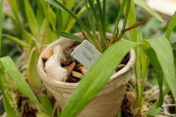 Beautiful blooming orchids of different colors