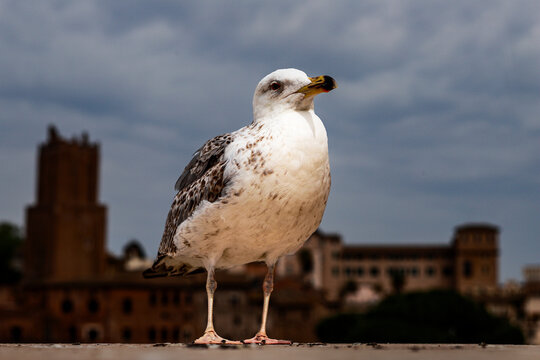 Seagull in the foreground, in the background the Italian flag and panorama of the city of Rome.