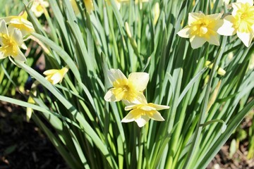 yellow and white daffodils