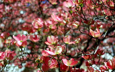 Zweige mit rosa Blüten-Hartriegel im Frühling - 783337565