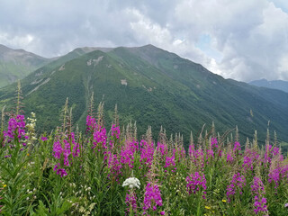 Obraz premium Svaneti flowers