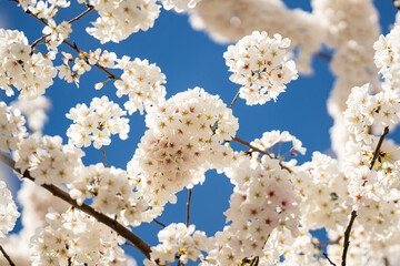 Flowering tree branch with white flowers. Spring background. Blooming tree branches white flowers and blue sky background, close up. Cherry blossom, sakura garden, spring orchard, spring sunny day.