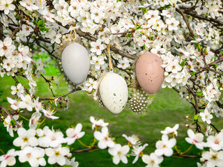 Easter eggs with feathers on a blooming cherry tree. Easter background with beautiful spring flowers. Happy Easter concept