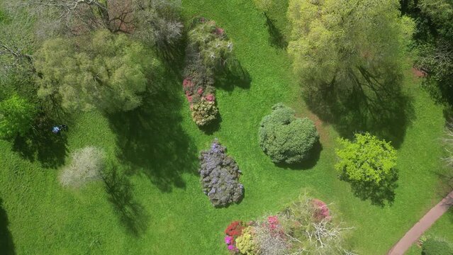 Cockington, Torbay, South Devon, England: DRONE VIEWS: A direct, overhead view of trees and azaleas in a park. Torbay is a popular UK holiday destination with many attractions including its parks.