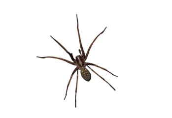 Giant house spider (Eratigena atrica) is a non-venomous species of spider from the funnel-web spider family living in Europe - on isolated transparent background.