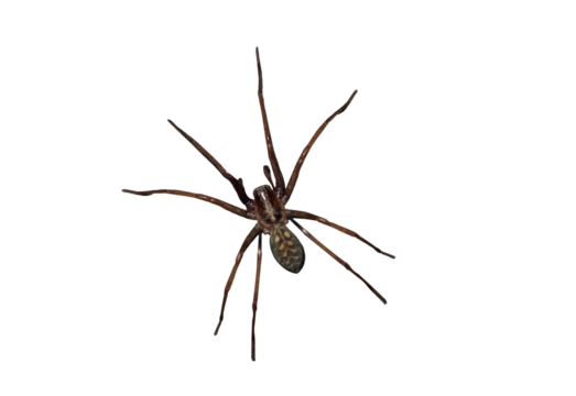 Giant house spider (Eratigena atrica) is a non-venomous species of spider from the funnel-web spider family living in Europe - on isolated transparent background.