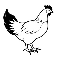Fototapeta na wymiar hen and chicken