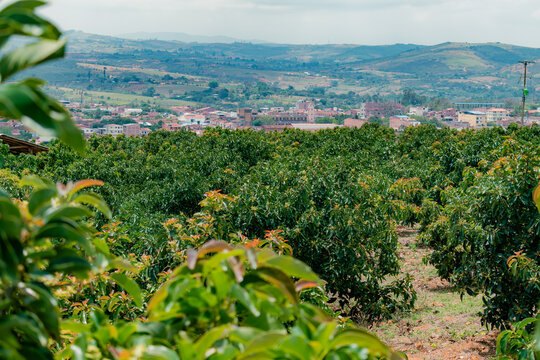 avocado plantation (Persea Americana) papelillo variety with town in the background