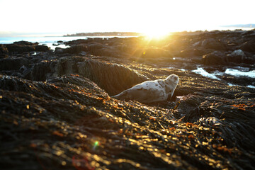 Seal sunbathing on rocks