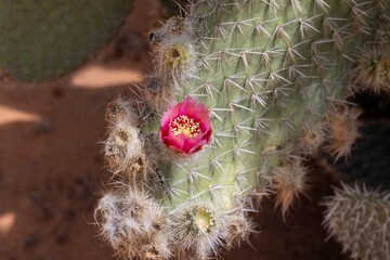 Closeup of a purple cactus flower in top view with natural light from above