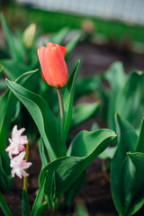 Beautiful tulips in a flower bed in the garden. The blossoming buds of spring flowers. Beauty is in nature.