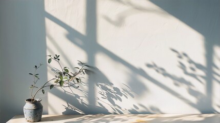 Still life of a potted plant on a wooden table with shadows on a white wall in the background.