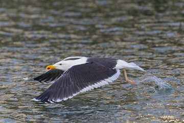 An adult great black-backed gull (Larus marinus) in flight.