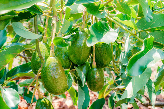 closeup of avocado (persea Americana) variety papelillo