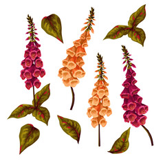 Foxglove flowers isolated on the white background. Vector.