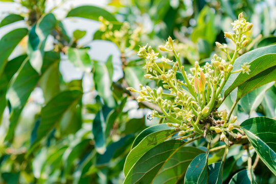avocado flower (persea Americana) papelillo variety