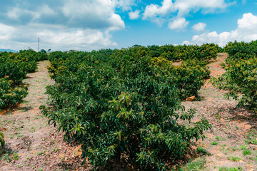 Fototapeta na wymiar avocado plantation (Persea Americana) papelillo variety