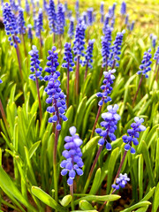 First spring muscari flowers, bright blue, in sunny weather