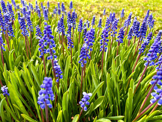 First spring muscari flowers, bright blue, in sunny weather