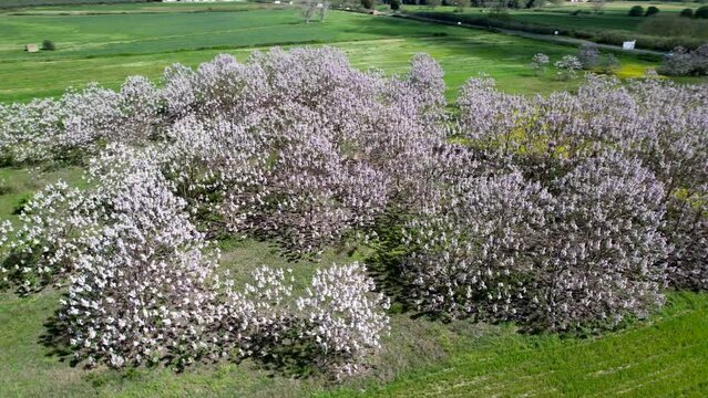 Paulownia tomentosa flower in the garden in spring, beautiful empress tree in the wind, 4k video
